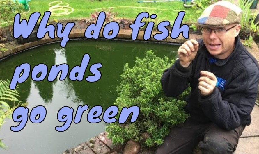 Pond Gone Green – Why do fish ponds go green?